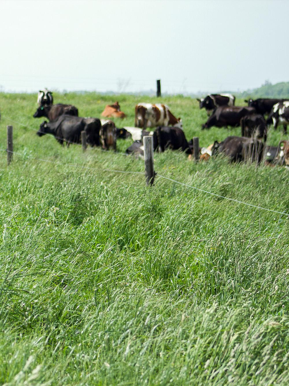 All Livestock South Mix